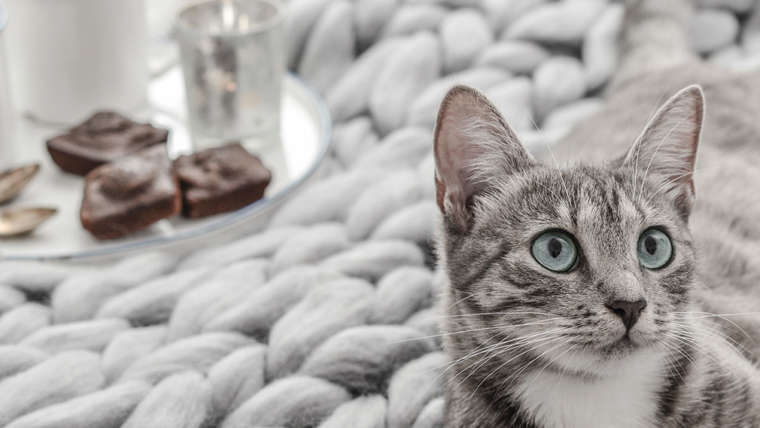 Image reposante d'une tasse à café et des gâteaux dans un plateau posé sur un plaid à grosses mailles grises où est allongé un chat