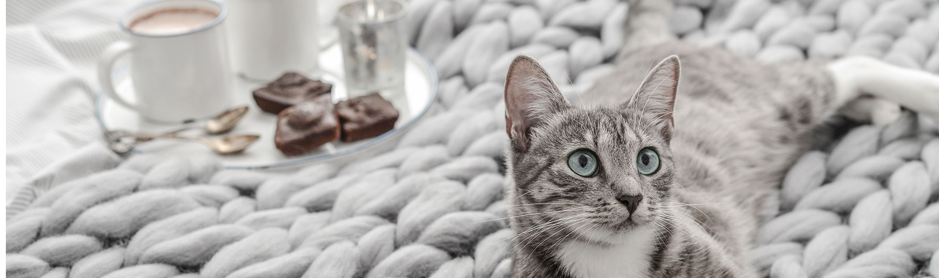 Image reposante d'une tasse à café et des gâteaux dans un plateau posé sur un plaid à grosses mailles grises où est allongé un chat
