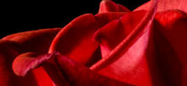 Symbole de l'amour gros plan sur une rose rouge veloutée