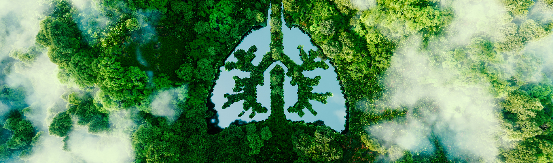 forêt dense lac forme poumons