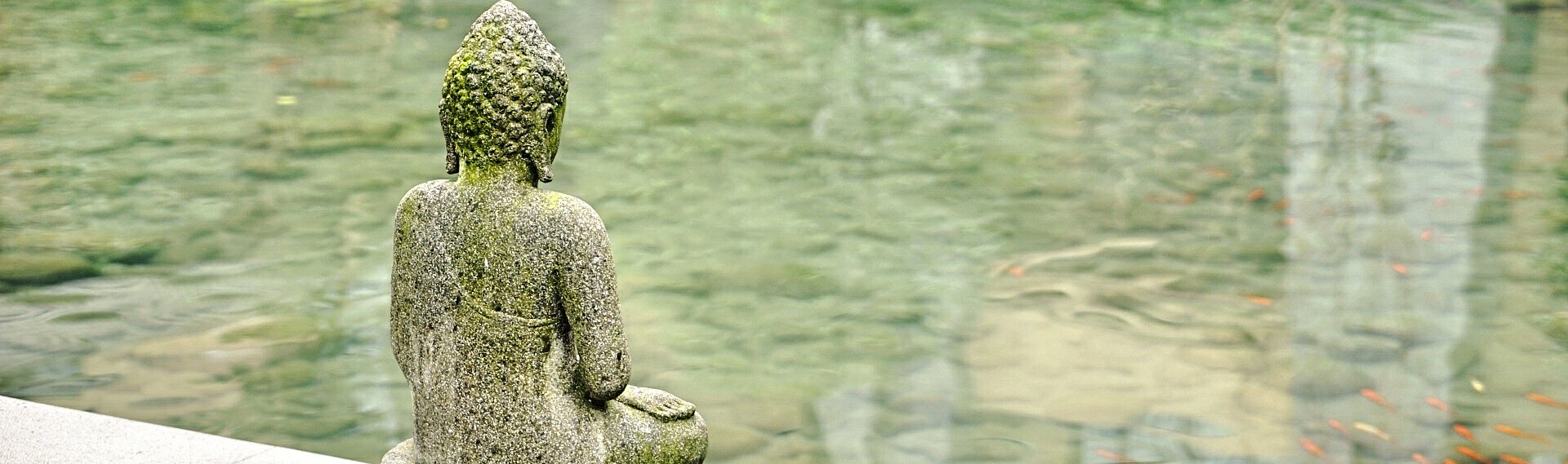 statue de boudha au bord d'un lac où nagent des poissons