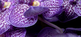 Fleur orchidée mauve photographie par Studio Jocelyn