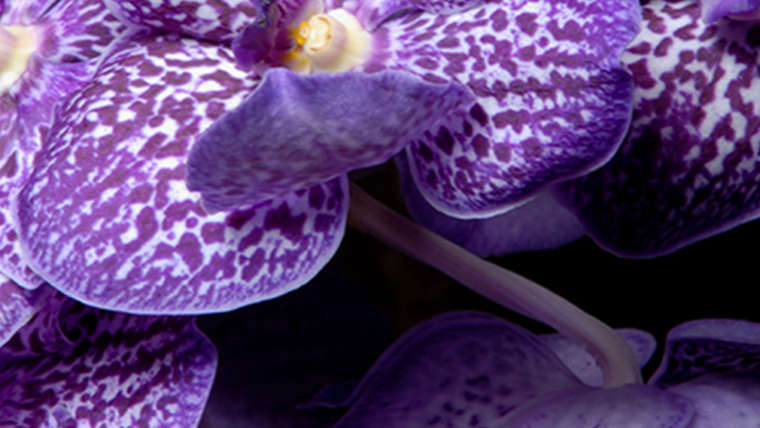 Fleur orchidée mauve photographie par Studio Jocelyn